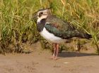 lapwing_100908k.jpg