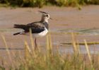Filename=lapwing_100908m.jpg
Filesize=187KB
Dimensions=800x569
Date added=Nov 23, 2008 lapwing_100908m.jpg