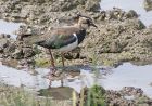 Filename=lapwing_1108a.jpg
Filesize=216KB
Dimensions=800x564
Date added=Aug 28, 2008 lapwing_1108a.jpg
