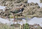 lapwing_1108a.jpg