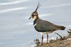 lapwing_121114a.jpg