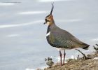 lapwing_121114b.jpg