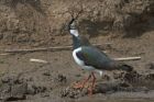 Filename=lapwing_130513a.jpg
Filesize=288KB
Dimensions=1024x683
Date added=Jul 21, 2013 lapwing_130513a.jpg