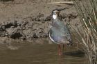 lapwing_130513c.jpg