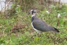 lapwing_131011b.jpg