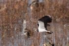 lapwing_131011e.jpg