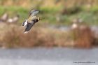 Filename=lapwing_131011f.jpg
Filesize=201KB
Dimensions=1000x667
Date added=Oct 16, 2011 lapwing_131011f.jpg