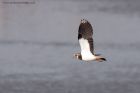 lapwing_131011g.jpg