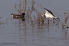 lapwing_131011i.jpg