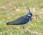 lapwing_1404a.jpg