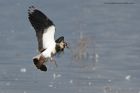 lapwing_151013a.jpg