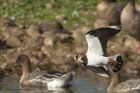 lapwing_151013c.jpg