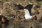 lapwing_151013e.jpg