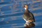 lapwing_151116a.jpg