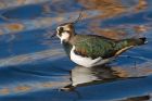 lapwing_151116b.jpg