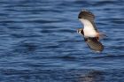 lapwing_190112a.jpg