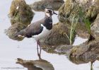 lapwing_210711c.jpg