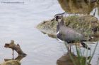 lapwing_210711i.jpg