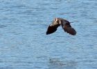 lapwing_230808a.jpg