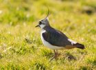 lapwing_240308b.jpg