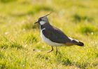 lapwing_240308c.jpg