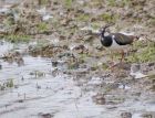 lapwing_2605a.jpg