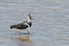 lapwing_270815a.jpg