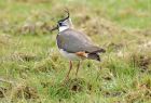 lapwing_2903a.jpg