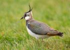 lapwing_300309b.jpg