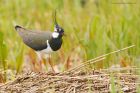 lapwing_LM_010519a.jpg