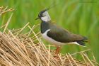 lapwing_LM_310519a.jpg