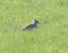 lapwing_chick_1205a.jpg