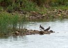 lapwings_310809a.jpg