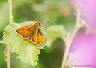 largeSkipper_260610a.jpg