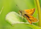 largeSkipper_260610c.jpg