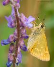 largeSkipper_260610e.jpg