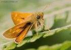 largeSkipper_260610i.jpg