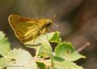 largeSkipper_260610k.jpg