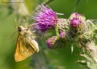 largeSkipper_260610p.jpg