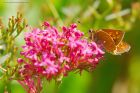 largeSkipper_gdn_240620a.jpg