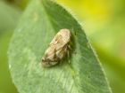 leafhopper_050707a.jpg