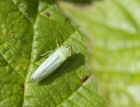 leafhopper_180707a.jpg