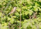 linnet_010510a.jpg