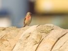 linnet_020508a.jpg