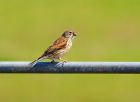 linnet_020508b.jpg