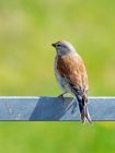 linnet_020508d.jpg