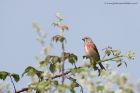 linnet_040611f.jpg