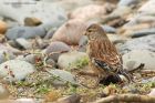 linnet_041013c.jpg