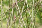 linnet_100511a.jpg