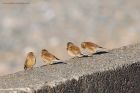 linnet_240216a.jpg